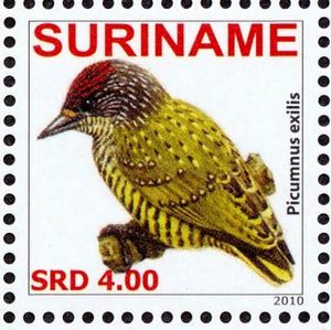 Golden-spangled Piculet (Picumnus exilis)